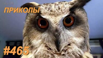 Күлкілі сәттер – 2019 жылғы шілде № 465