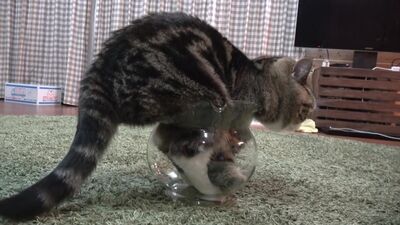 Un gato gordito intenta meterse dentro de una pecera: es tan tierno y divertidísimo