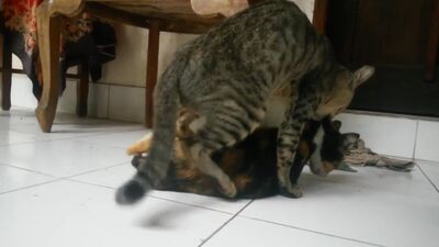 #Il sesso nei gatti: perché miagolano così forte