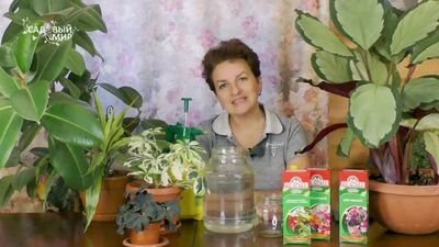 DIFENBÁCHIA E BEGÔNIA - A TENDÊNCIA DA MODA DE 2020! As mais belas plantas de interior com folhas decorativas