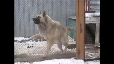 O cão dança ao som da música da YU FM