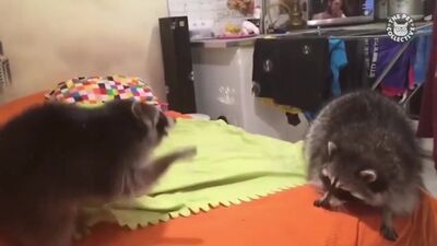 Los vídeos más divertidos con animales de 2017