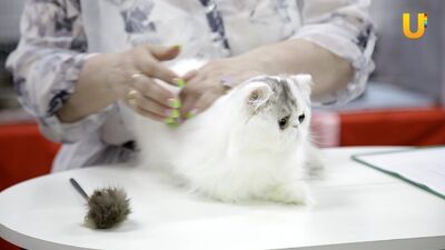 Pelos olhos dos animais, edição 279 (A avaliação de gatos no ringue de exposições – um trabalho agradável, mas de grande responsabilidade)