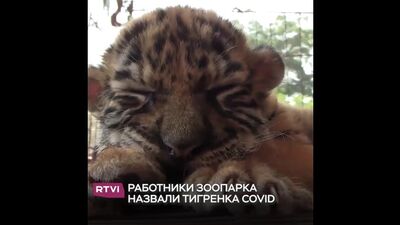 Тигреня на ім'я