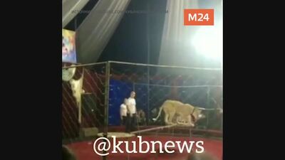 Una leonessa da circo ha attaccato una bambina