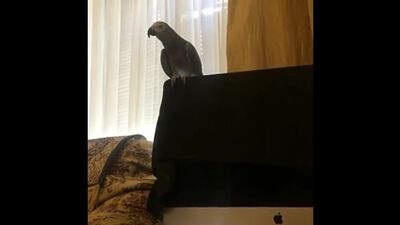 Тимоша