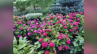 UN TAPIS DE FLEURS COMME DANS UN CONTE DE FÉES _ Les meilleures variétés de zinnias dans une seule vidéo !