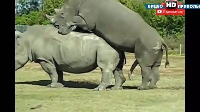 SEXO SELVAGEM entre animais! Grande compilação de 2015! Animais engraçados SEM CENSURA!