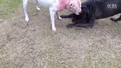 Dogo argentino contra cane corso