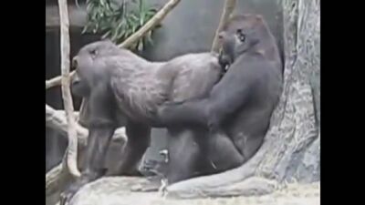 Jogos sexuais dos macacos. Sexo como os humanos