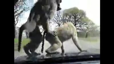 Зоосексуальна порнографія