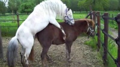 Le sexe chez les chevaux : 2 poneys