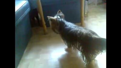 Relations sexuelles entre un chat et un chien