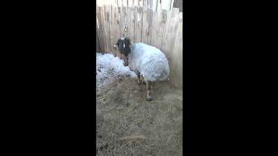 Video di Podslushano. Akbulak
