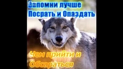 Citas del lobo
