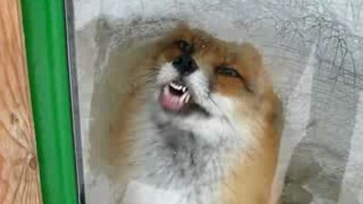 Una zorra loca ^-^ (qué mona)