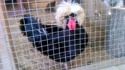 Un vagabondo solitario dell'amore