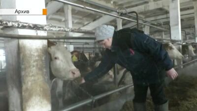 Der Bezirk Nischnekamsk ist führend in der Milchproduktion