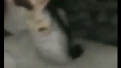 Video di chmonya il gatto | чмоня кот