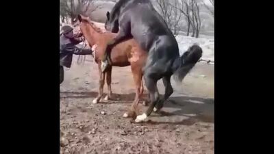 Секс з конем, зоо