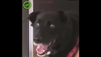 8 Minuten lustiger Clips, bei denen man sich vor Lachen die Tränen aus den Augen wischt – 2019. Die besten lustigen russischen Clips des Jahres 2019