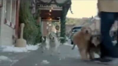 Uma história sobre como um cão, depois de ter escapado da perseguição, trouxe um osso e... vejam vocês mesmos!