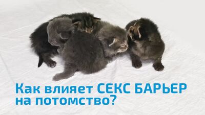 SEX BARRIER мысықтардың репродуктивтік функциясына қалай әсер етеді?
