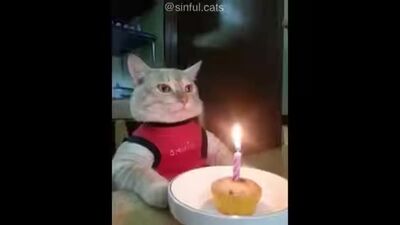 Todos los gatos de los memes en un solo vídeo