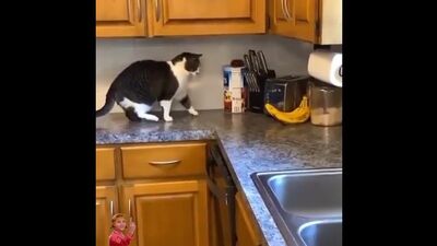El gato causa revuelo