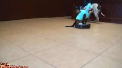 Акула костюмін киген мысық Roomba робот-шаңсорғышының үстінде мініп, үйректі қуалап жүр