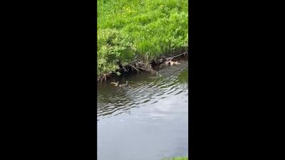 Dia. Uhta. Família dos patos.mp4