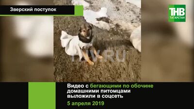 Em Cookmore, foram encontrados cães vivos dentro de sacos à beira da estrada