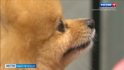 Санкт-Петербург мемлекеттік ветеринарлық клиникасының видеосы