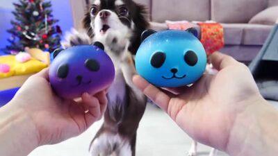 [Magic Pets] Anti-Stress-Spielzeuge gegen magische Haustiere! Was steckt in den Squishies?