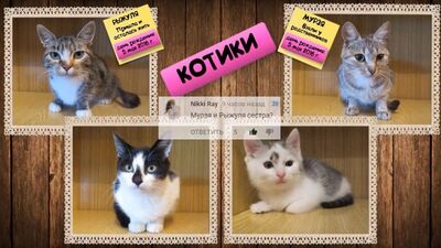 [А ну-ка Давай-ка] кіт Малюк, кошеня Мурка, кролик Баффі у рубриці ПИТАННЯ-ВІДПОВІДЬ! А НУ-КА ДАВАЙ-КА ПОКАЖИ СВОЄ ОБЛИЧЧЯ!