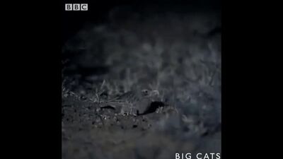 «Мурашиний тигр»