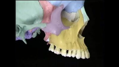 Atlas em vídeo de Akland. Filme 4, parte 2. Esqueleto facial e base da parte craniana