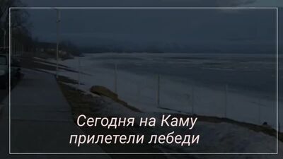 Na Kamę przyleciały łabędzie