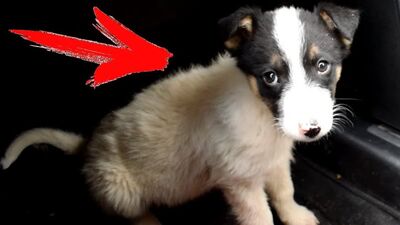 [China BUGAGA] VÍDEO MUITO IMPORTANTE... SERGIOS VOLTA?