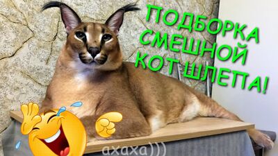 GRAND FLOP : LE CHAT QUI SE PREND UNE CLOCHE – SÉLECTION DE BLAGUES 2021 !