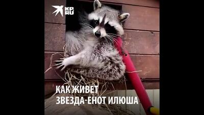 Wie lebt der Internetstar, der Waschbär Iljuschka?