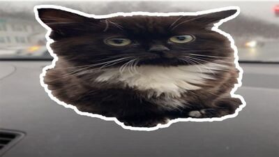El gato Chmonya: ¿DE DÓNDE VIENE EL MEME?