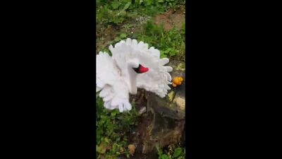 Il cigno dello spettacolo di marionette "Il lago dei cigni"