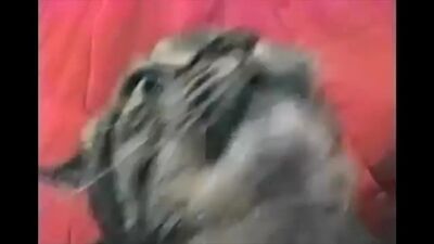 Мысықтың Вьетнамға қатысты естеліктері.mp4