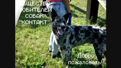 Любителі собак міста Черемхово «КОНТАКТ»