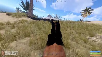 Equitación en Staging Branch