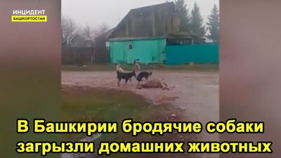 У Башкирії собаки загризли домашніх тварин