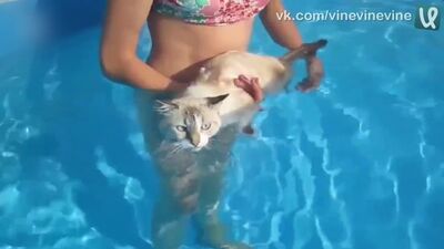 O gato nadador