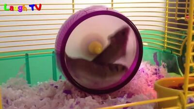 Primo criceto a