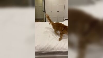 Mûre. Élevage de Maine Coons « Imperia Helen » à Ekaterinbourg